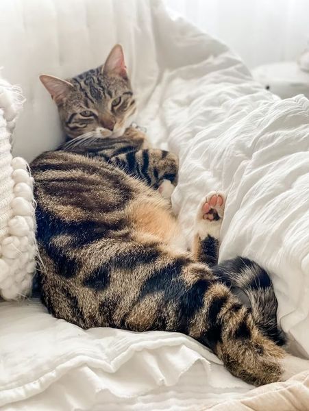 Повільне моргання пов'язане з позитивним емоційним станом котів.