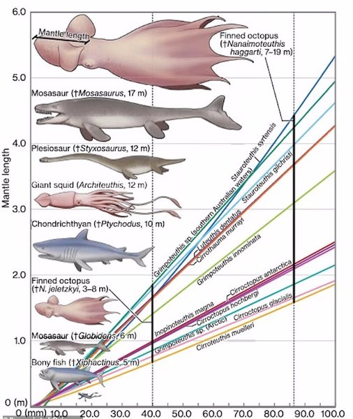 океан животные