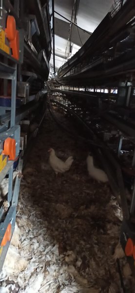 куриные яйца, донецкая область, птицеферма, предприятие по производству яиц, маяки