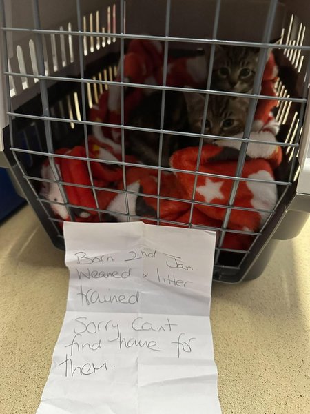 Котов оставили с запиской