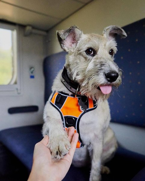 собака николь, собака УЗ, собака укрзализныця, николь укрзализныця