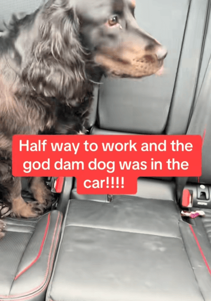 Жінка за кермом, жінка в машині, авто, собака в машині, собака в авто, собака заснув, спанієль, таємний пасажир, поїздка на роботу