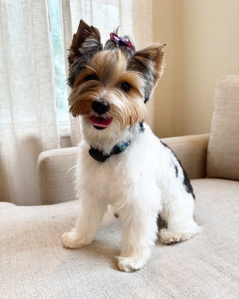 бівер-тер'єр