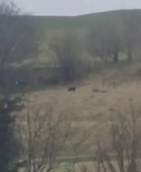 бодминское чудовище