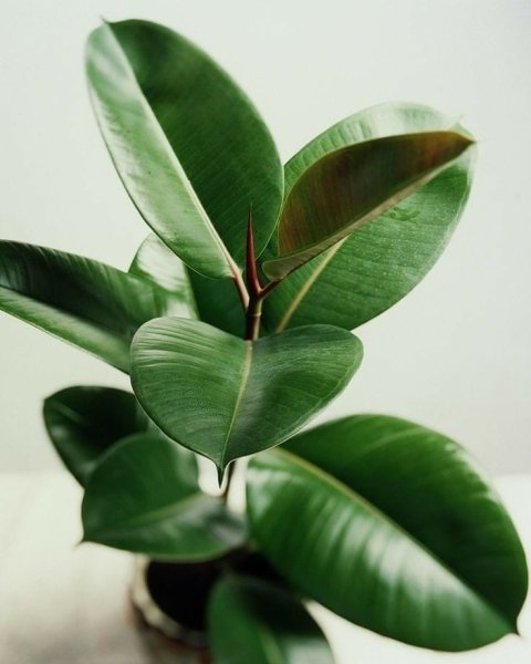 фікус каучуконосний кімнатні рослини, кімнатні квіти, подарунки на новий рік