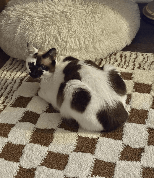 кошка оптическая иллюзия