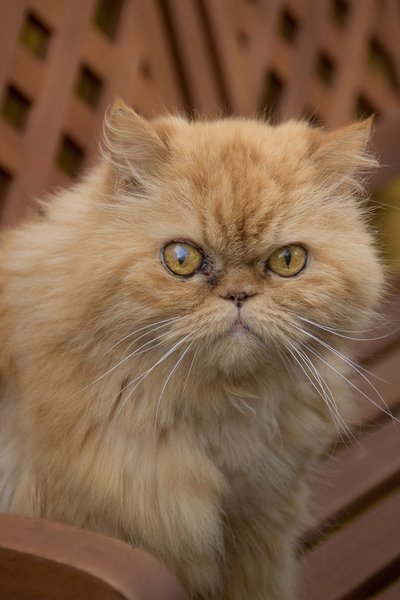 кот, домашний кот, персидский кот, перс