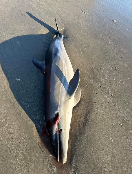 дельфін тіло смерть