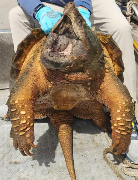 Доисторическое существо, вылов, рыбак, аллигаторная черепаха, мировой рекорд, фото, вылов, США