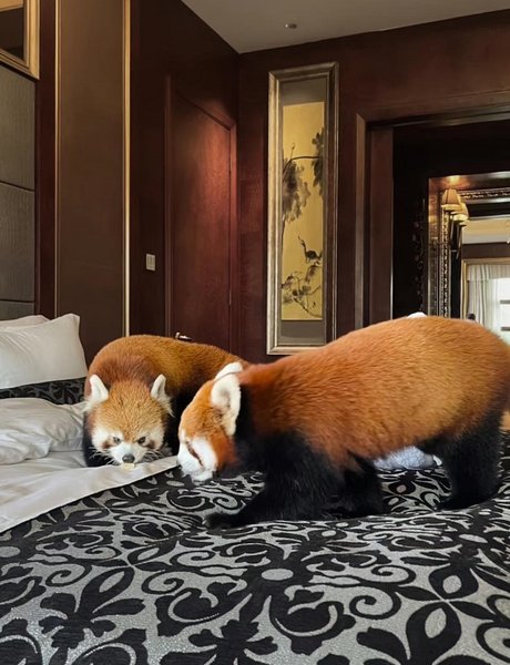 червона панда китайський готель