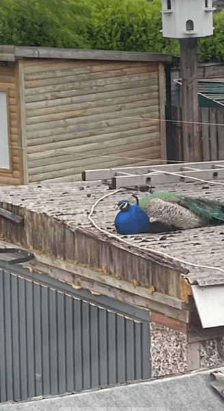 Птах, павич, божевільний птах, птах утік з ферми, птах голосно кричить, танці птаха, лякає жителів, павич на даху