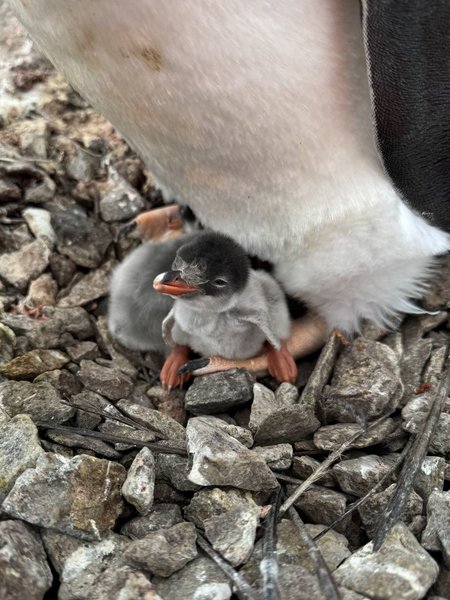 Вблизи станции Академик Вернадский появились уже двое пингвинят