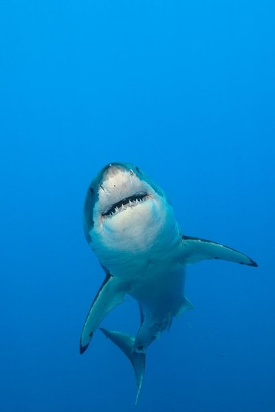 Если это была акула, то таких огромных ученые еще никогда не встречали.