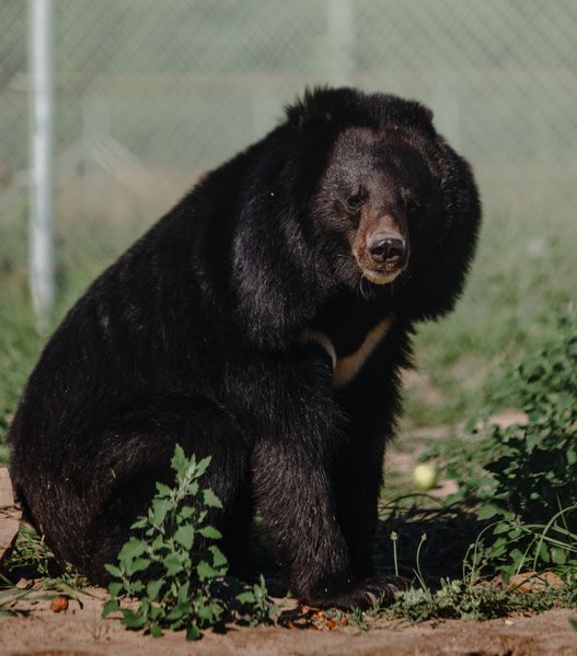 медведи, медвежий приют, защита медведей, спасение медведей, приют белая скала