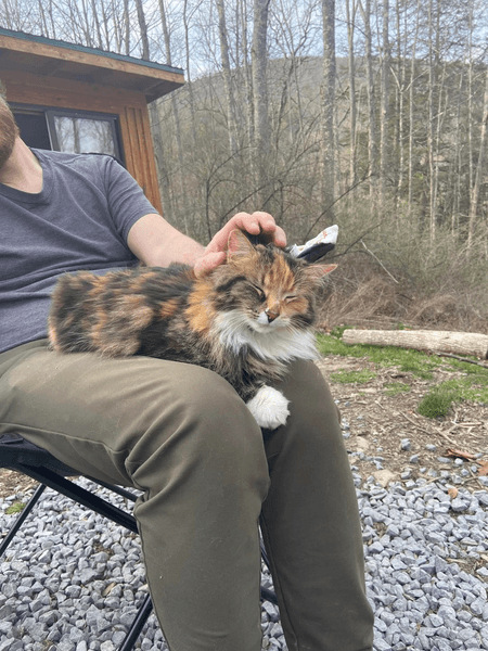 Кошка лагерь семья