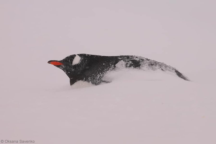 Пингвины дженту возле украинской станции "Академик Вернадский"