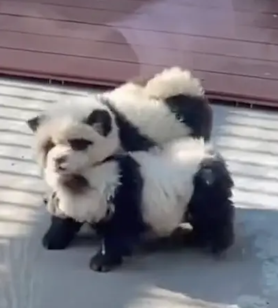 Зоопарк в Китае, собаки, окрашенные в панд, курьезы, обман, туризм, скандал, животные, смешные истории, приколы, фото