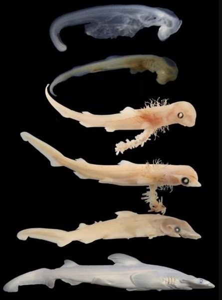 акула молот ембріон