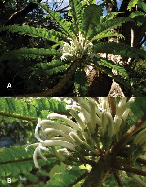 Cyanea heluensis, растение, цветок, гавайи