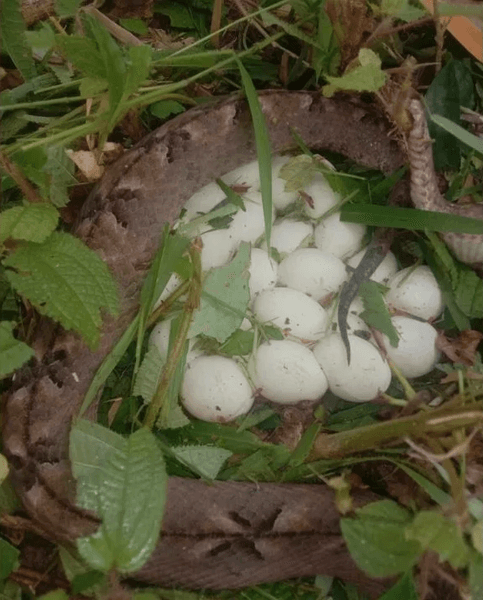 Зміїні яйця в траві, оточені тілом змії в природному середовищі