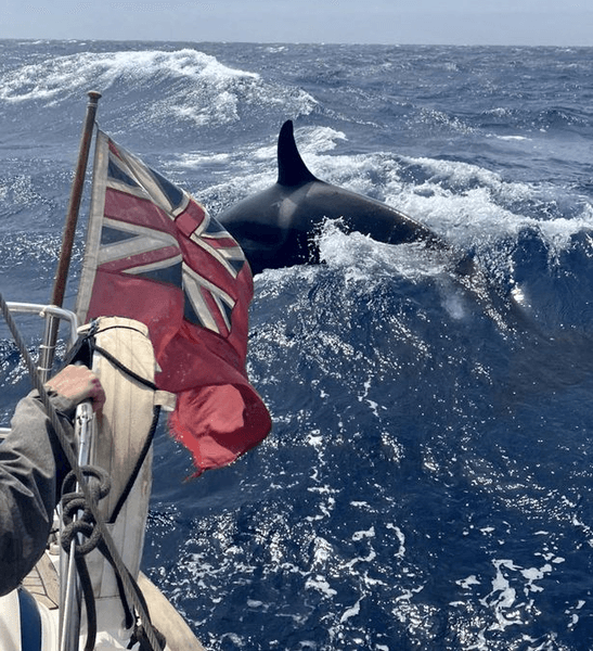 Косатка, судно, напад китів, напад косаток, кити-вбивці