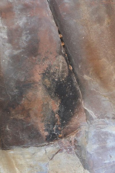 пещера, находка, ученые, окаменелости