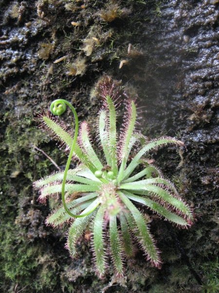 Drosera arachnoides растение, паучья росянка, камень, фото