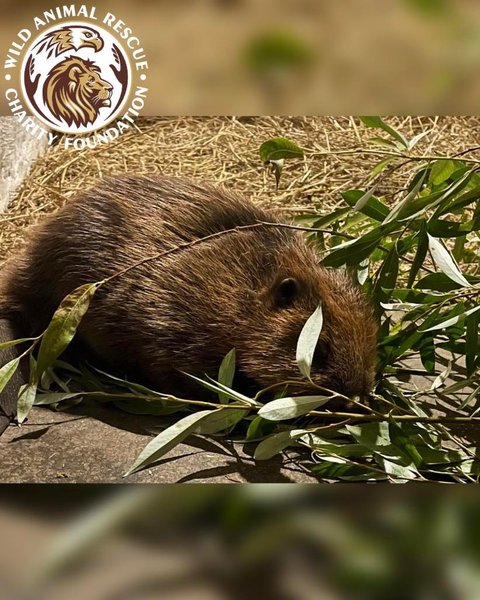 Врятований бобер на Київщині