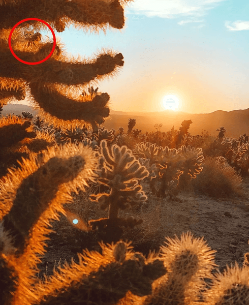 Визуальная головоломка, тест, загадка, задача, проверка зрения, проверка внимательности, кошка, животное, пустыня, кактусы