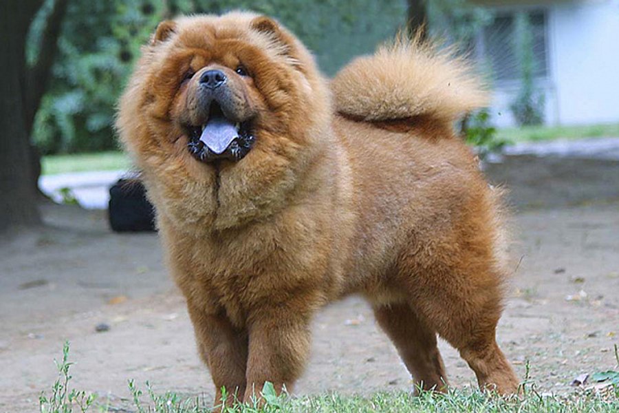 чау-чау, порода, собака