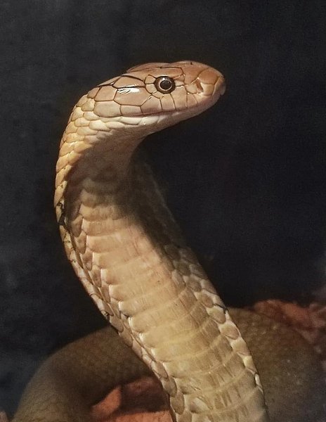 королевская кобра