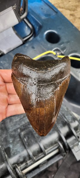 Гігантські зуби мегалодона виявлені на території штату Північна Кароліна.