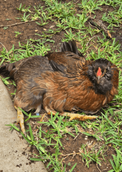 Курица Перл Курица-рекордсменка Перл