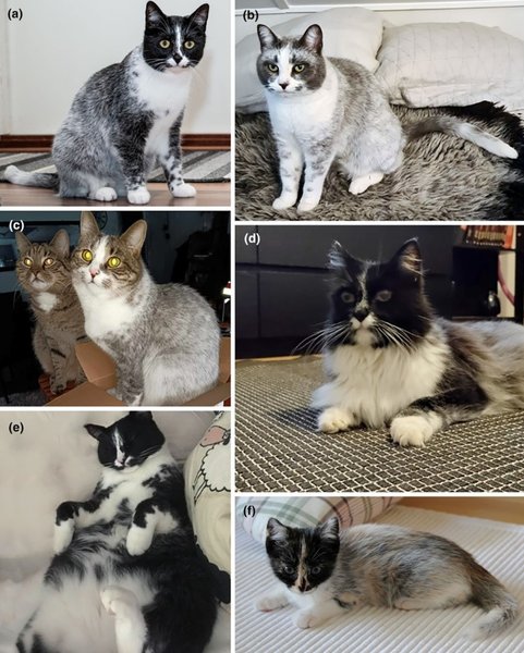 салміак, кішки, вид кішок