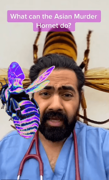 Азійські шершні-вбивці, шершні, комахи, бджоли, їдять бджіл, небезпечні для людей, нашестя шершнів, отрута, токсин, жало, соцмережі