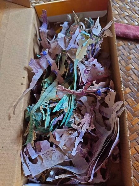 Терміти з'їли гроші, гроші, заначка, гроші в коробці, подрібнили гроші, купюри, коробка, напади термітів