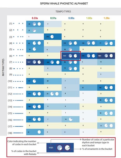 кашалот алфавит щелчки