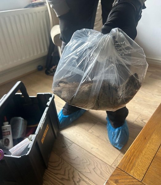 крыса британия