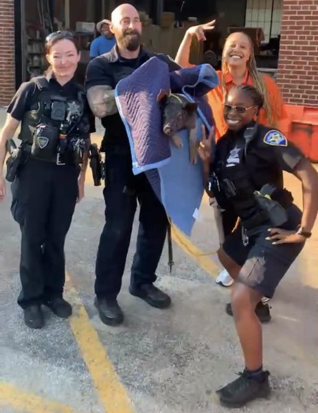 Свиня і поліцейські