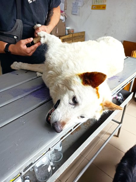 Пес, Акела, Никополь, собака