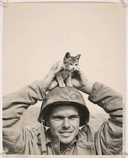 кішка, війна