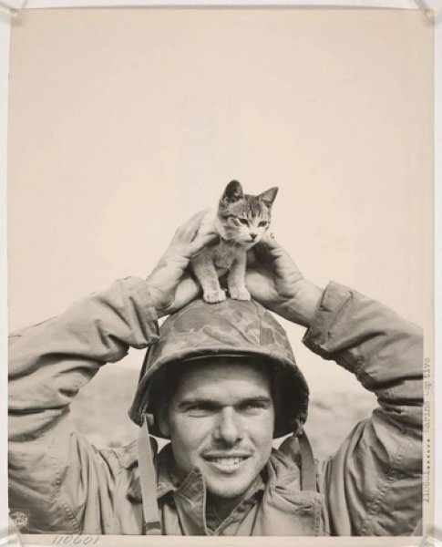 кошка, война