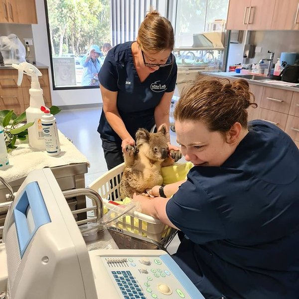 больница, коала, заповедник