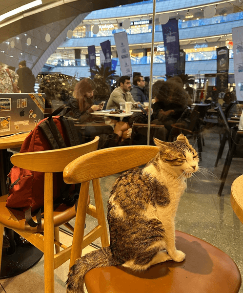 Кот в кофейне