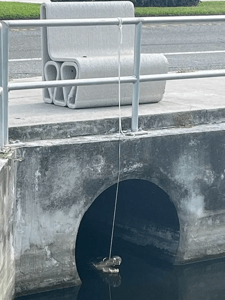 Мужчина поймал аллигатора, накинул лассо на аллигатора, рептилия, огромный аллигатор, опасное животное,