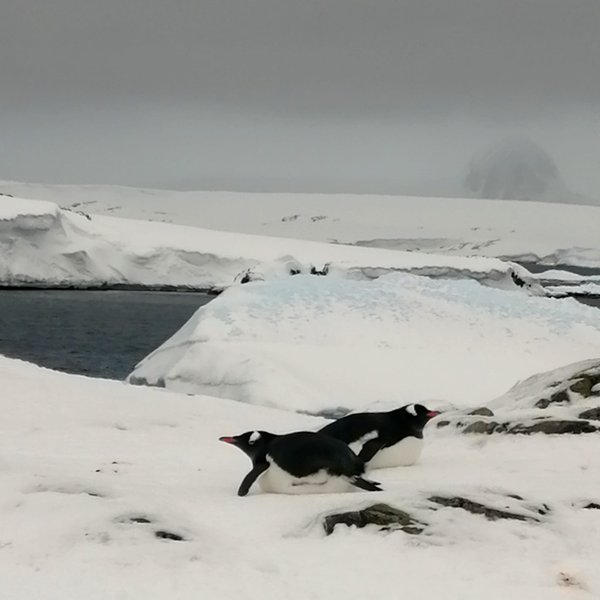 Антарктида, пінгвіни, полярники