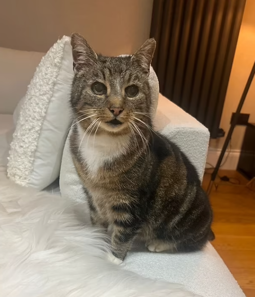 Кот из Великобритании, возвращение, невероятная история, фото, чип, курьезы