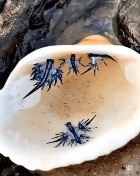 Морские слизни Glaucus atlanticus в Испании