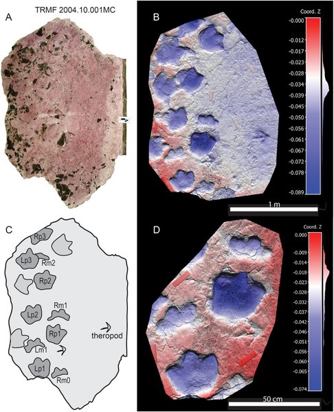 динозаври, сліди динозаврів, динозаври сліди