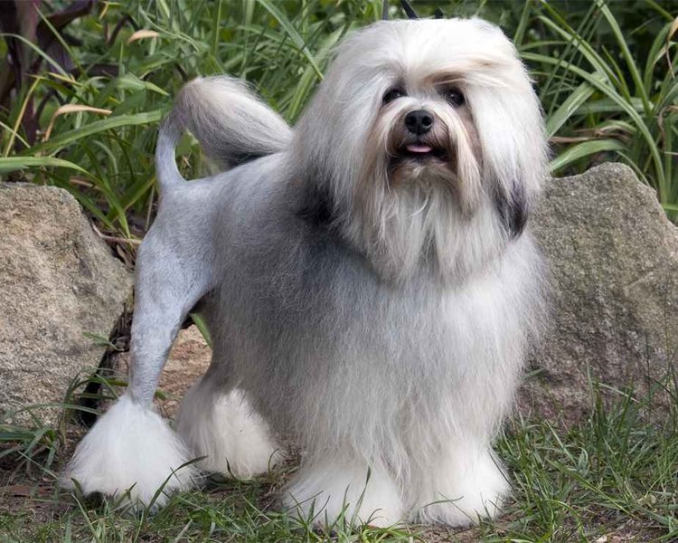 лоучен, порода, редкая порода